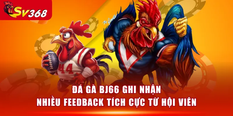 Đá Gà BJ66 ghi nhận nhiều feedback tích cực từ hội viên